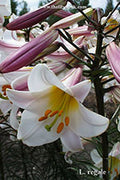 L. regale