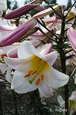 L. regale