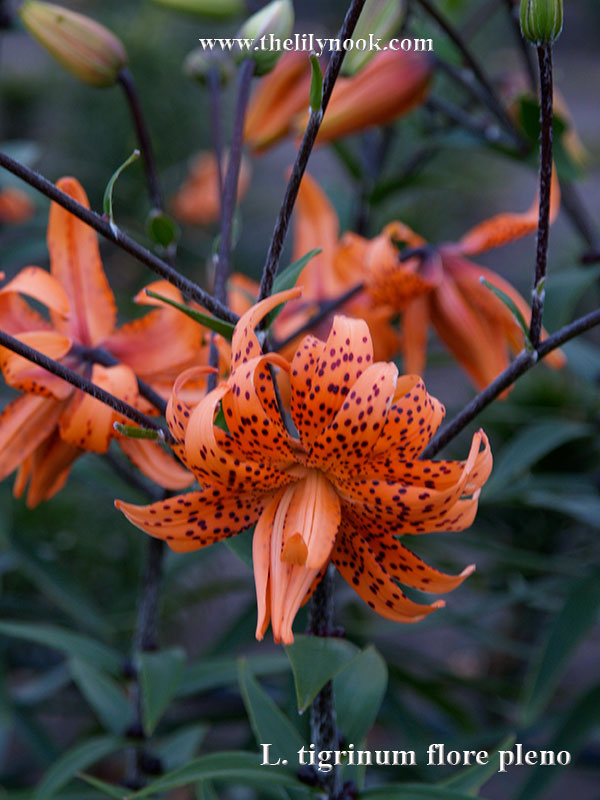 L. tigrinum flore pleno