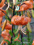 L. tigrinum splendens aka (L. lancifolium)