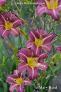 Mary Reed