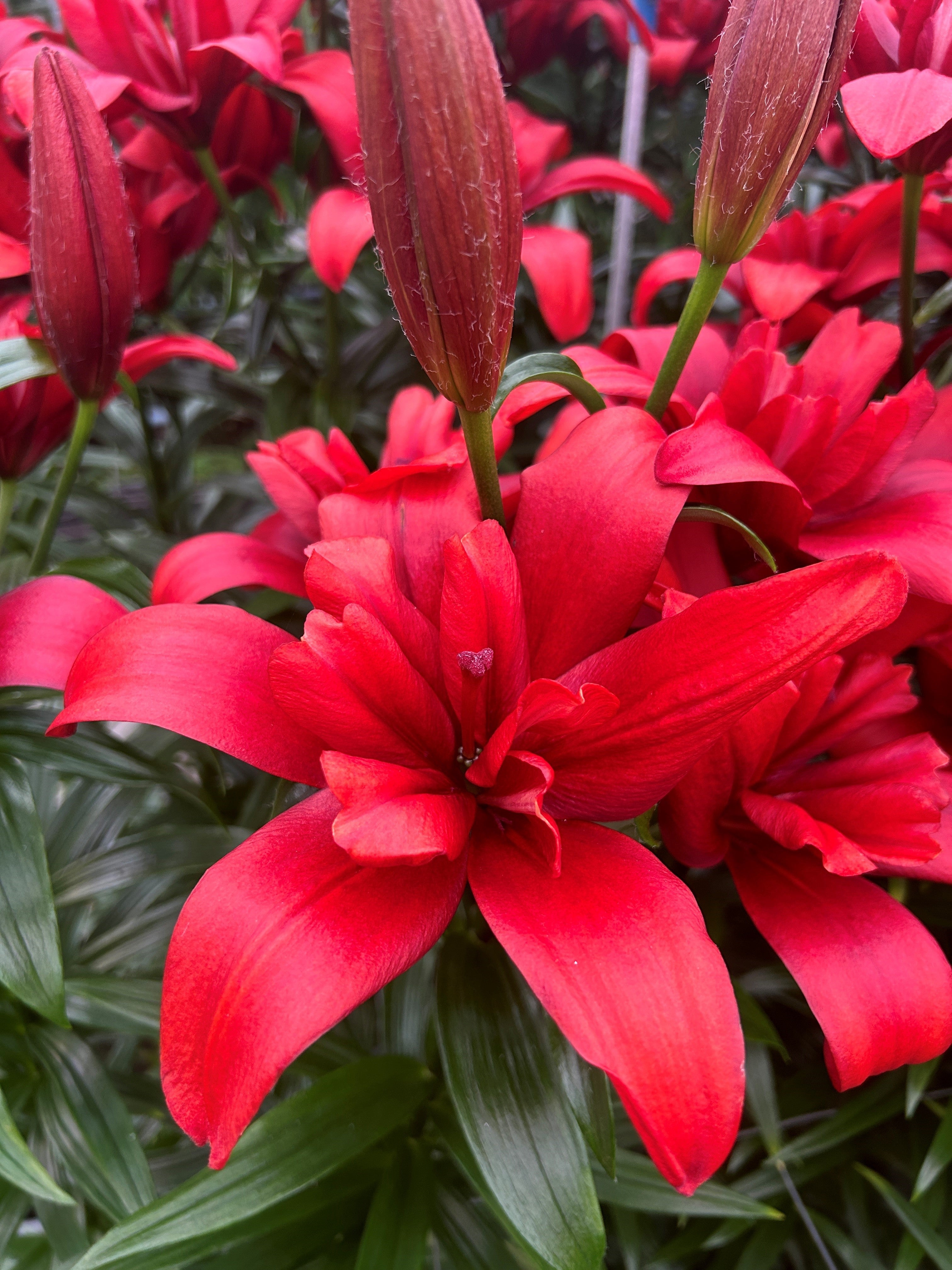 Matchmaker