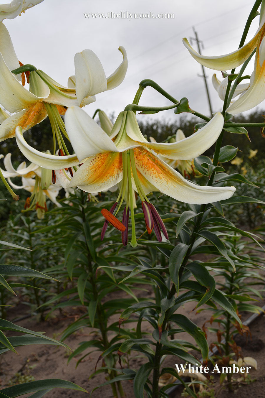 White Amber