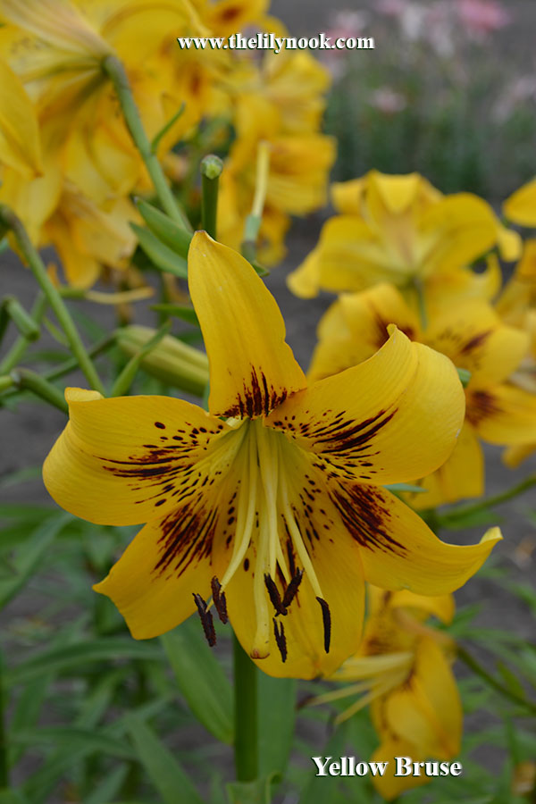 Yellow Bruse