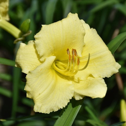 Fragrant Returns