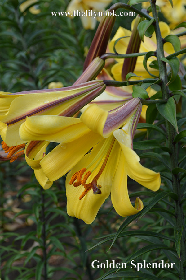 Golden Splendor