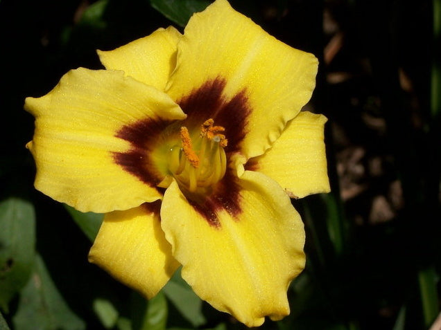 Little Bumble Bee