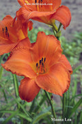 Mauna Loa