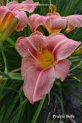 Prairie Belle