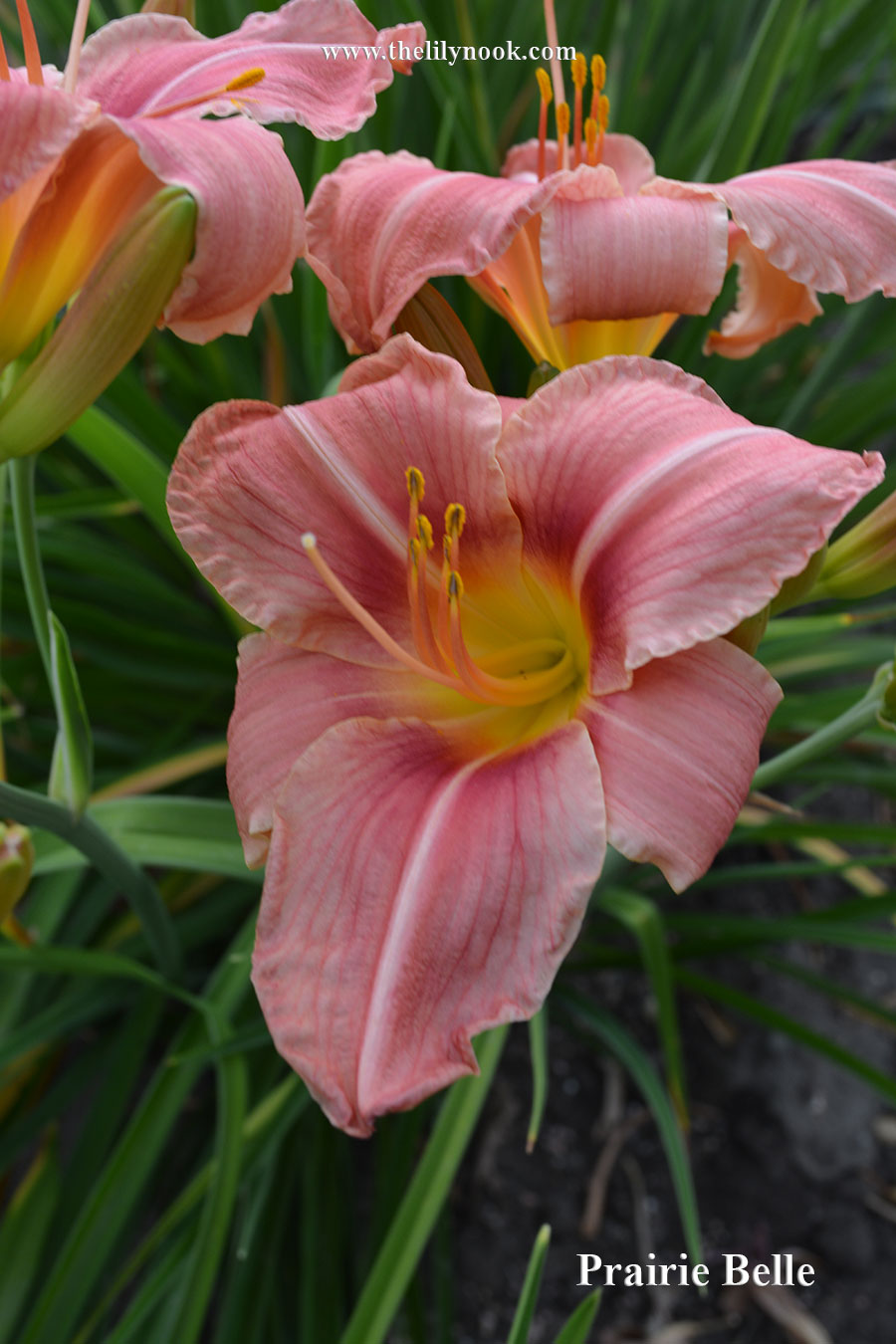 Prairie Belle