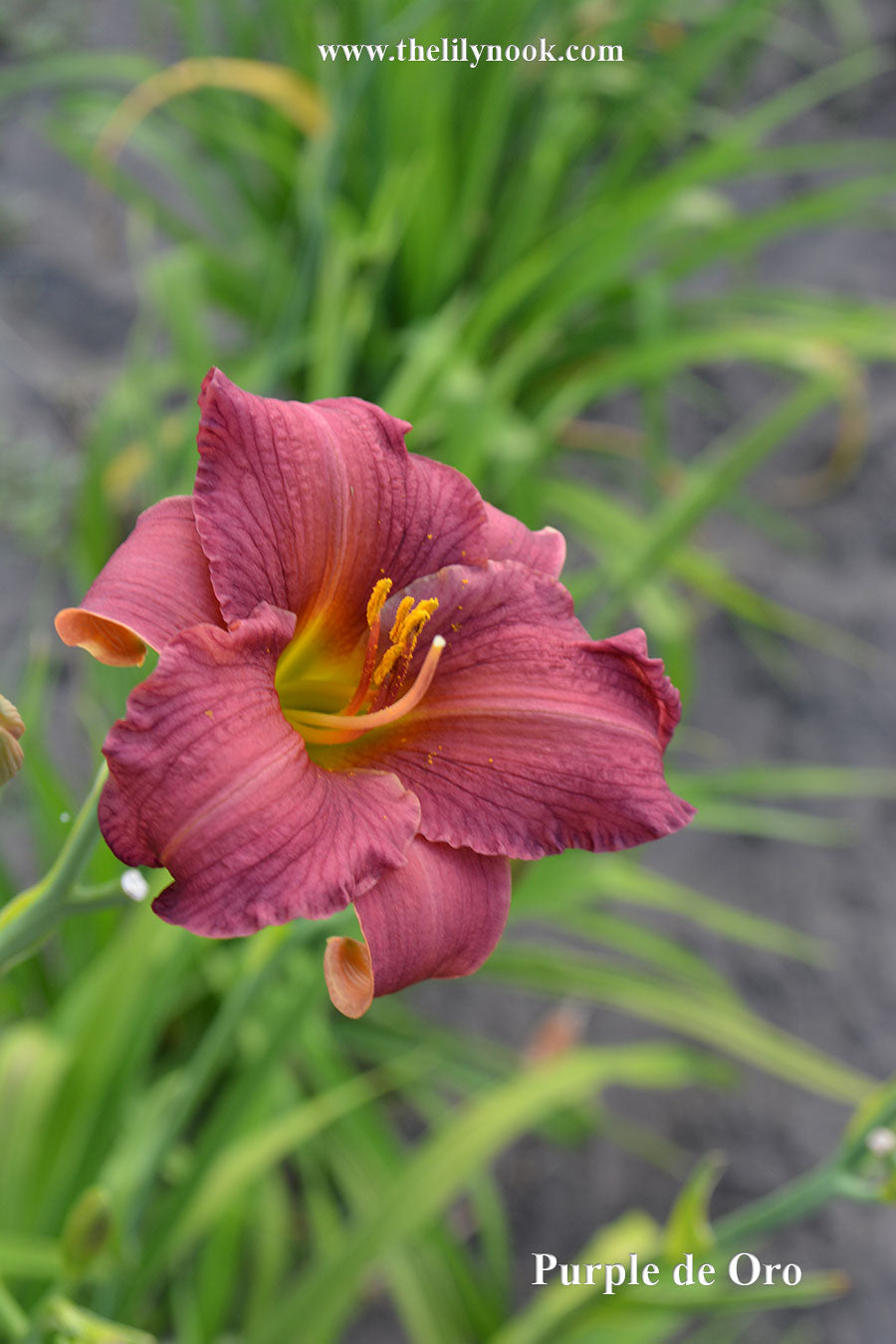 Purple de Oro