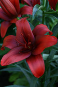Rapid Red