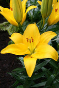Rapid Yellow