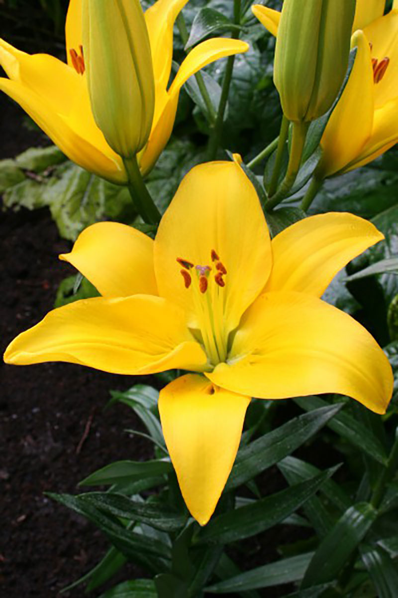Rapid Yellow