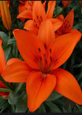Orange Summer