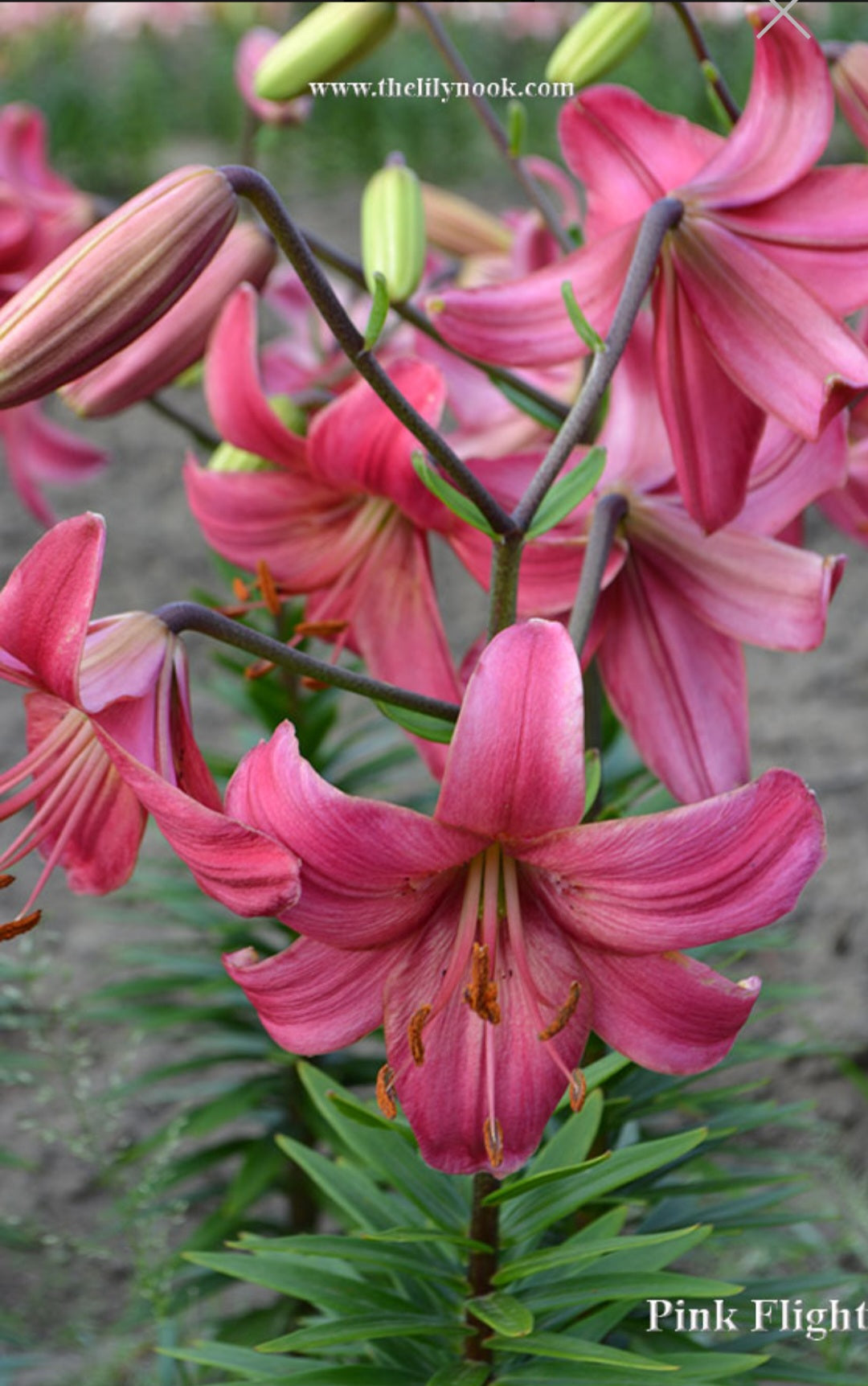 Pink Flight