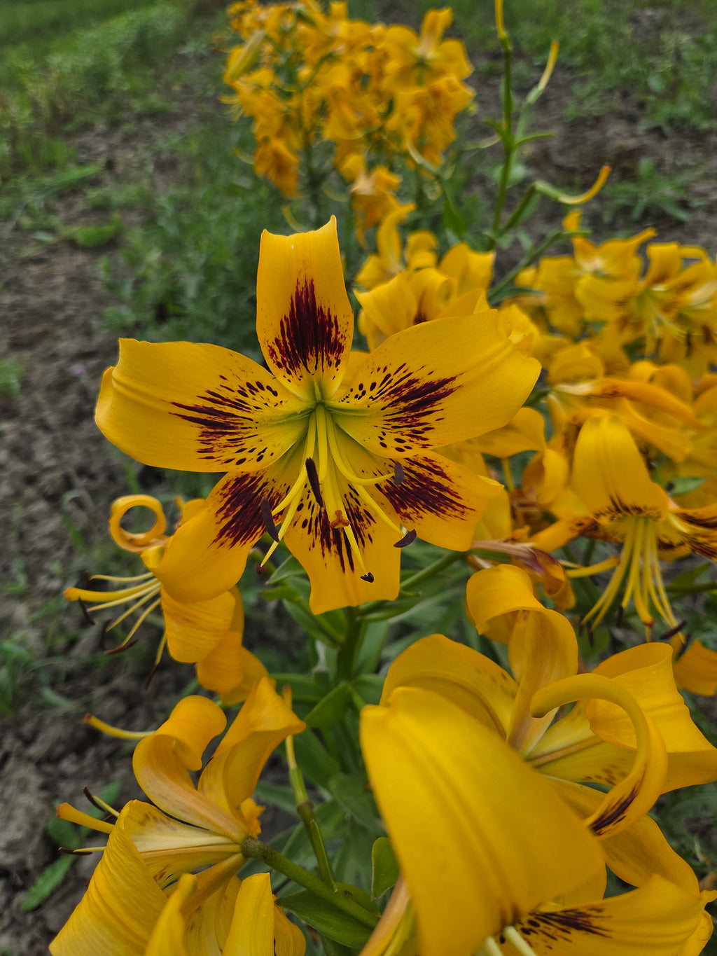 Yellow Bruse