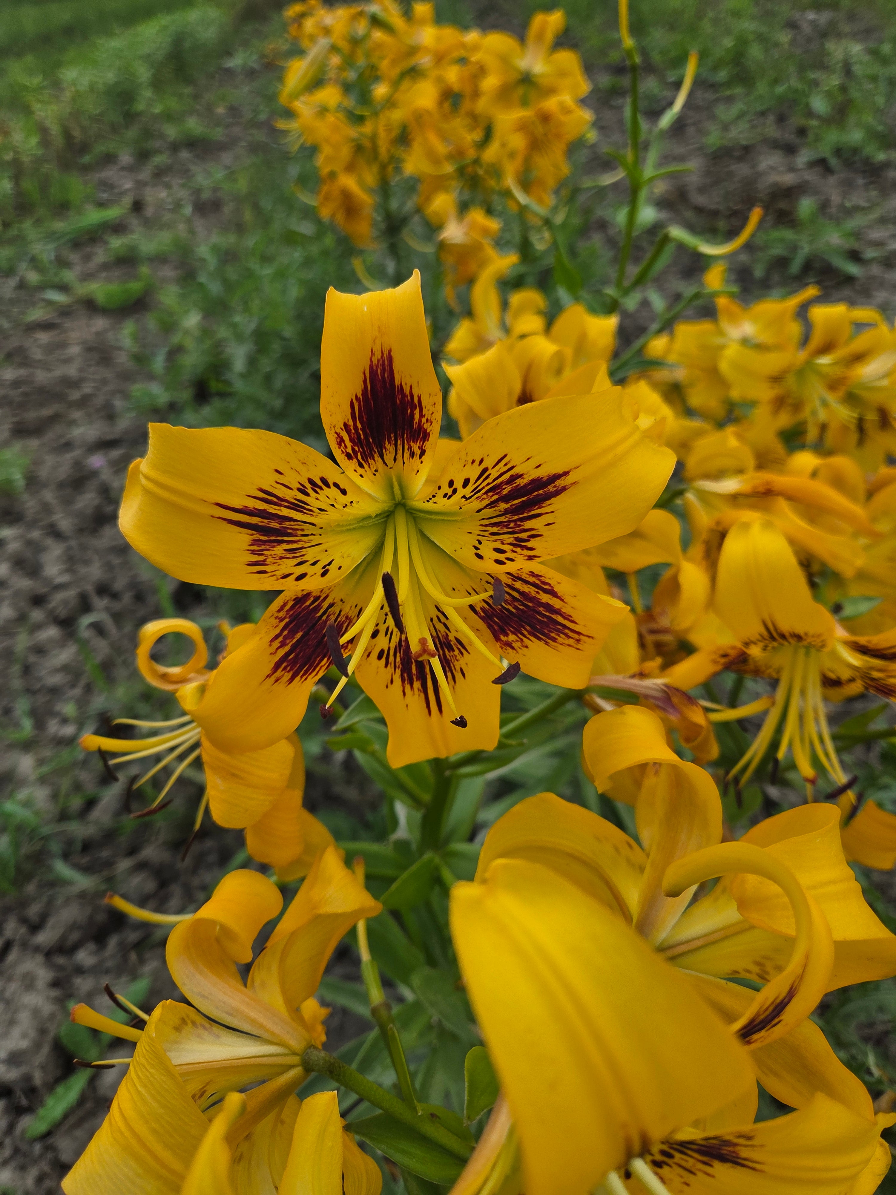 Yellow Bruse