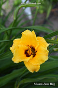 Siloam June Bug