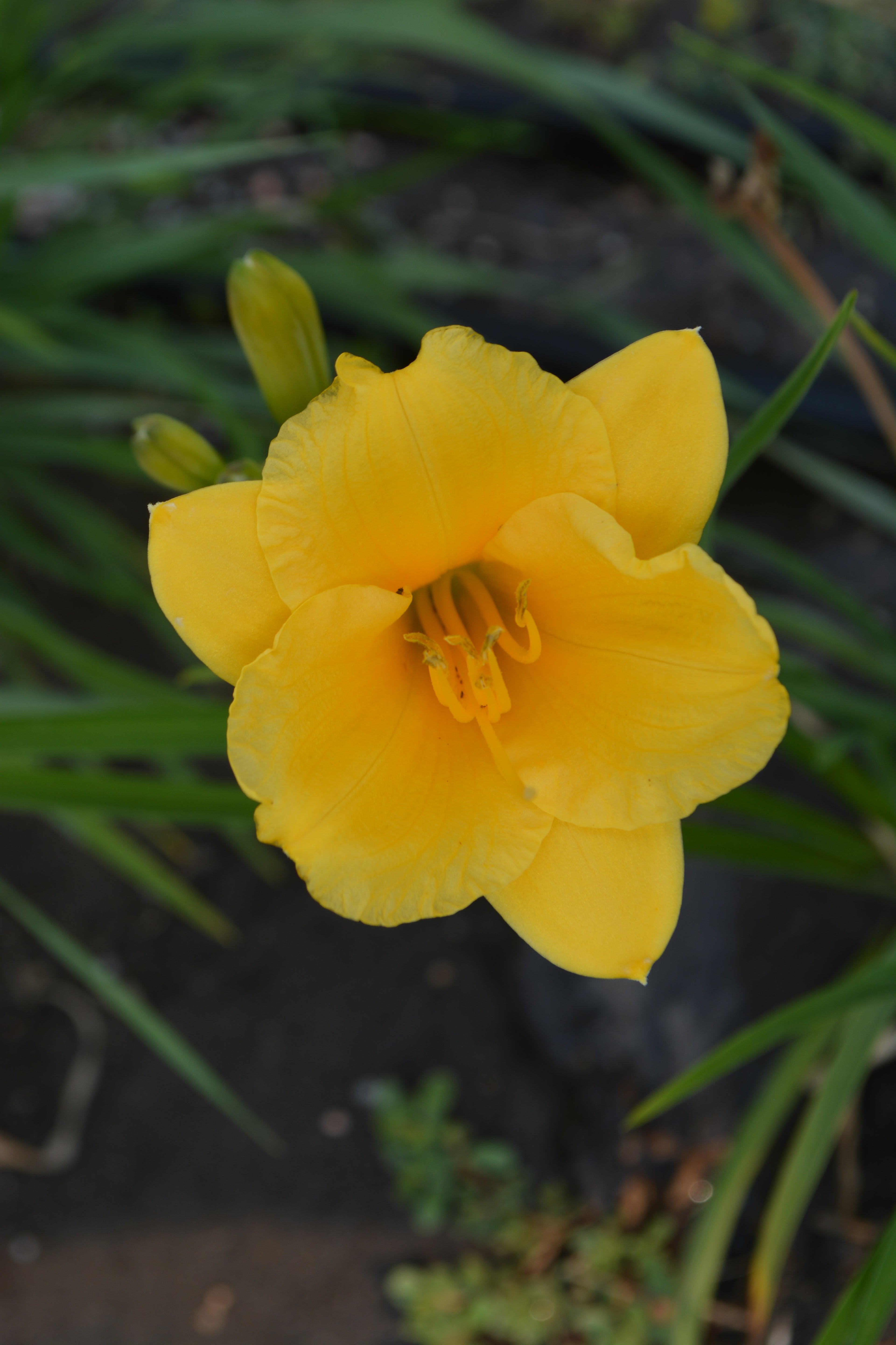 Stella d' Oro