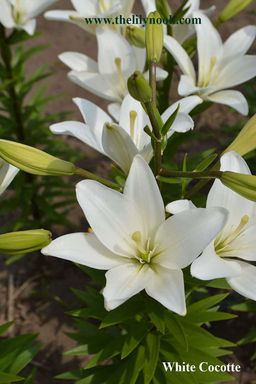 White Cocotte