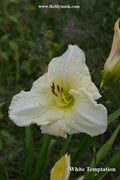 White Temptation