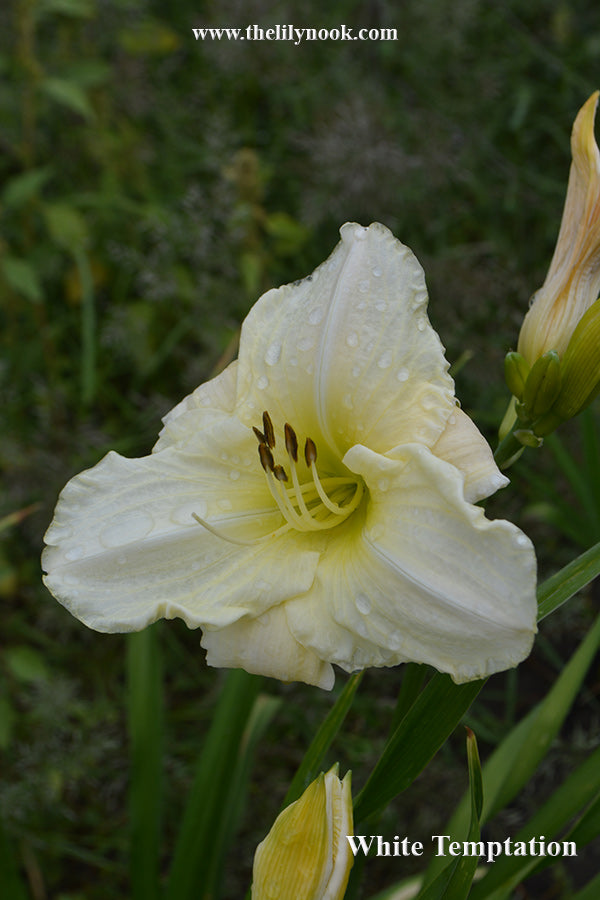 White Temptation